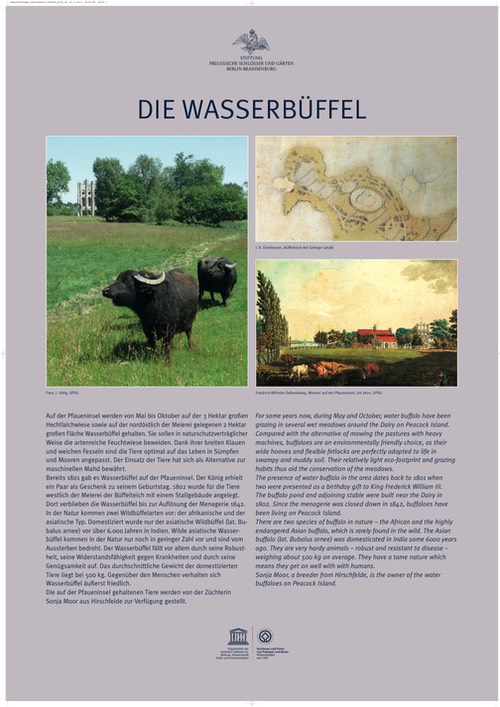 Infotafel Wasserbüffel